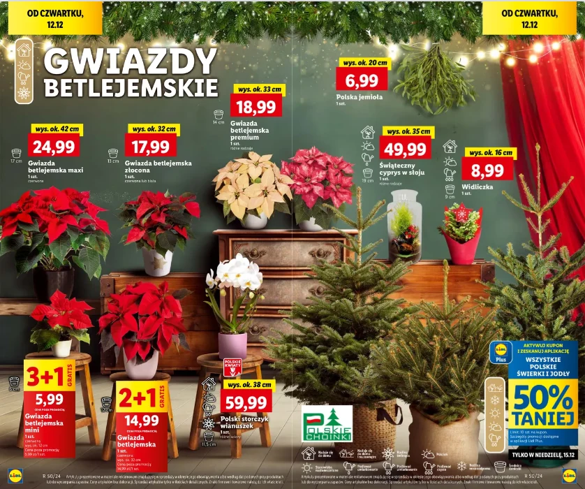 Gwiazdy betlejemskie i choinki taniej w Lidlu! 