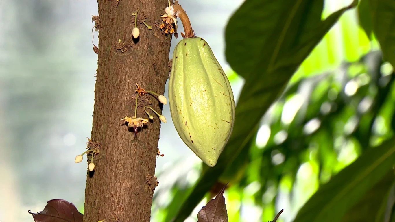 Kakaowce w Polsce najłatwiej znaleźć w palmiarniach