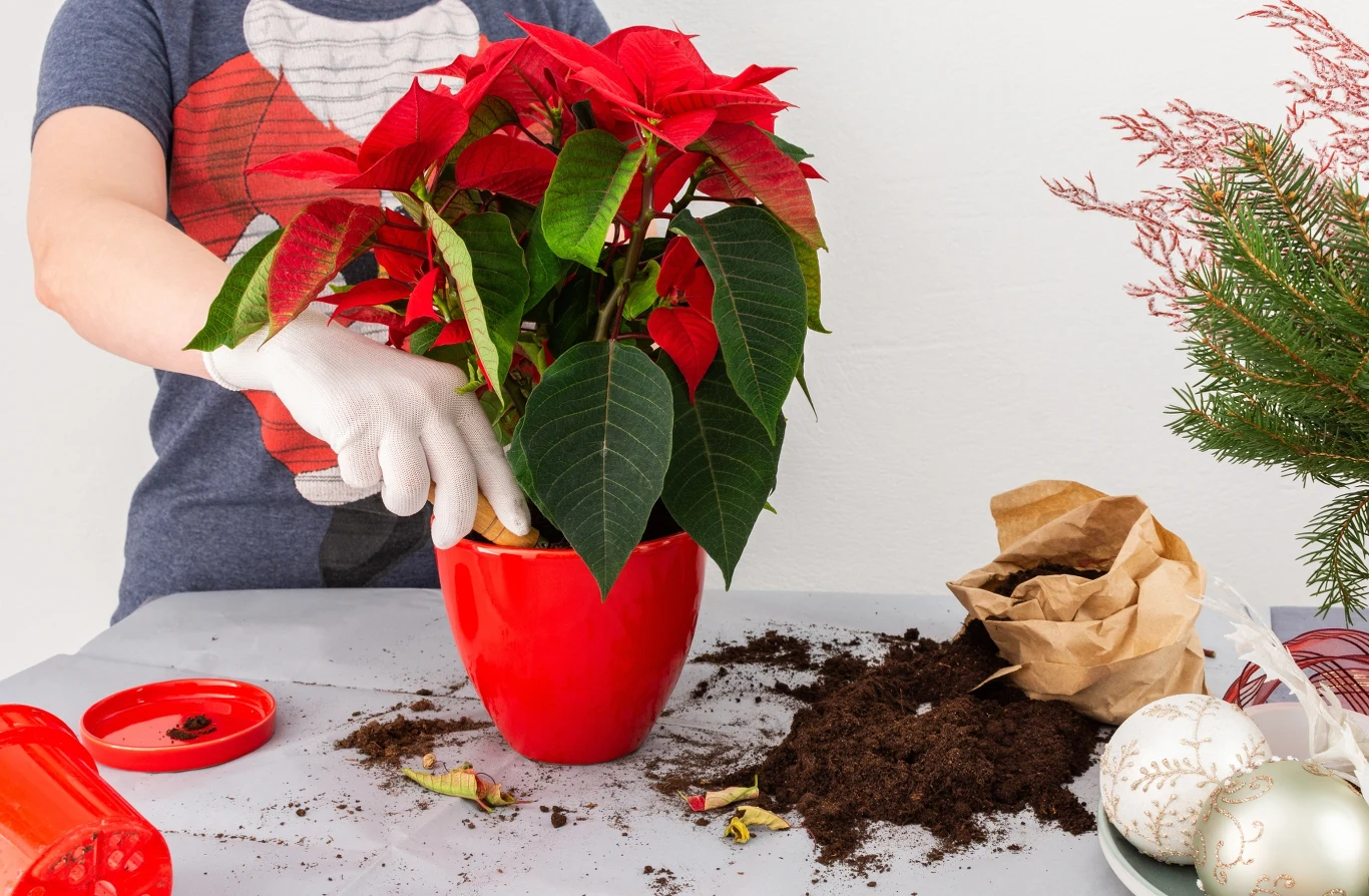 Gwiazda betlejemska może zakwitnąć po raz drugi. Co należy zrobić, aby tak się stało?