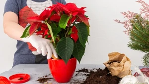 Gwiazda betlejemska może zakwitnąć po raz drugi. Wystarczy, że zrobisz to 