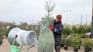 Ceny jodły kaukaskiej w marketach i od hodowców