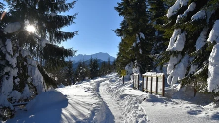 Szlak na Rusinową Polanę będzie dobrą opcją dla rodzin z dziećmi.