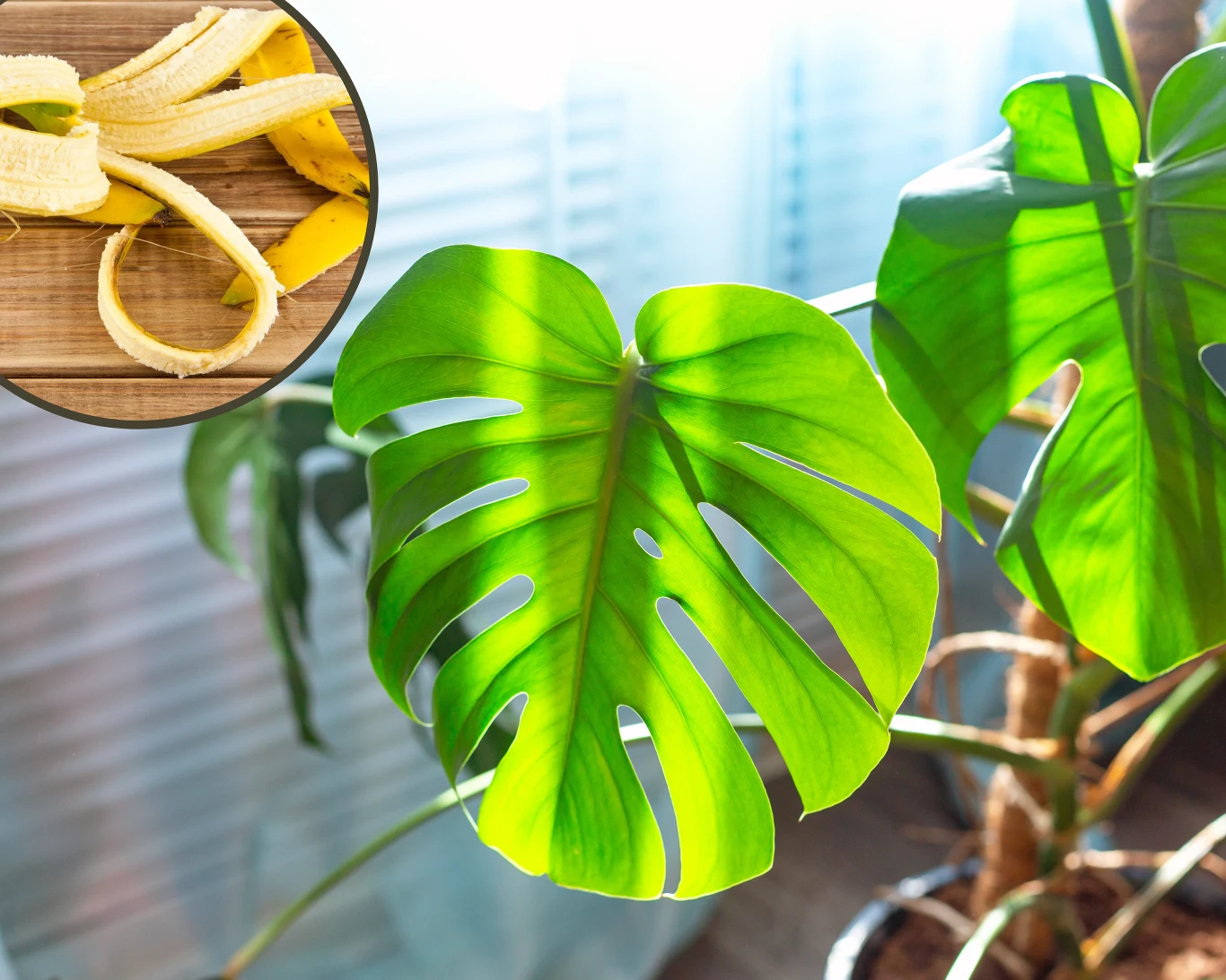 Jak wykorzystać skórki po bananach do pielęgnacji roślin? Jak wykorzystać skórki po bananach do pielęgnacji roślin?