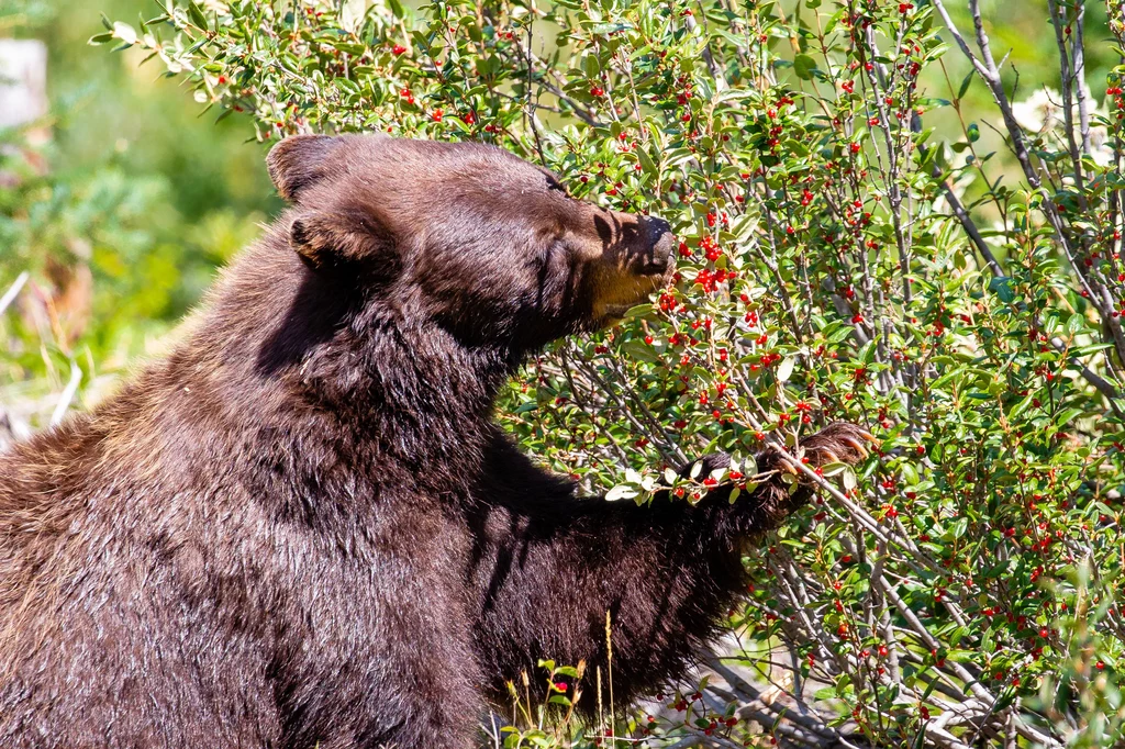 Niedźwiedzie grizzli jesienią objadają się borówkami