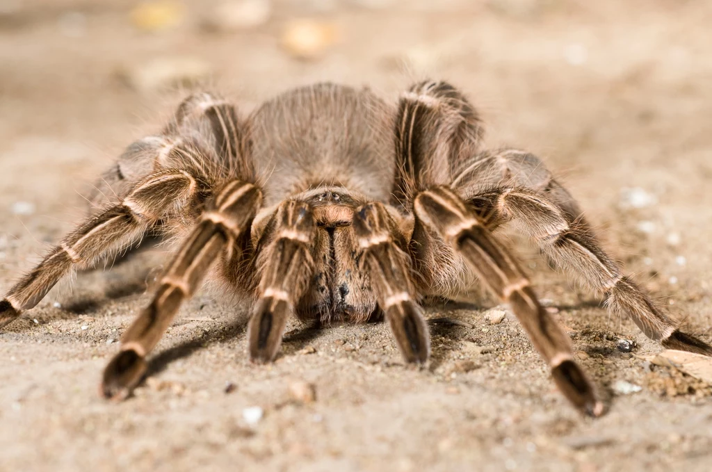 Tarantula z rodzaju Aphonopelma 