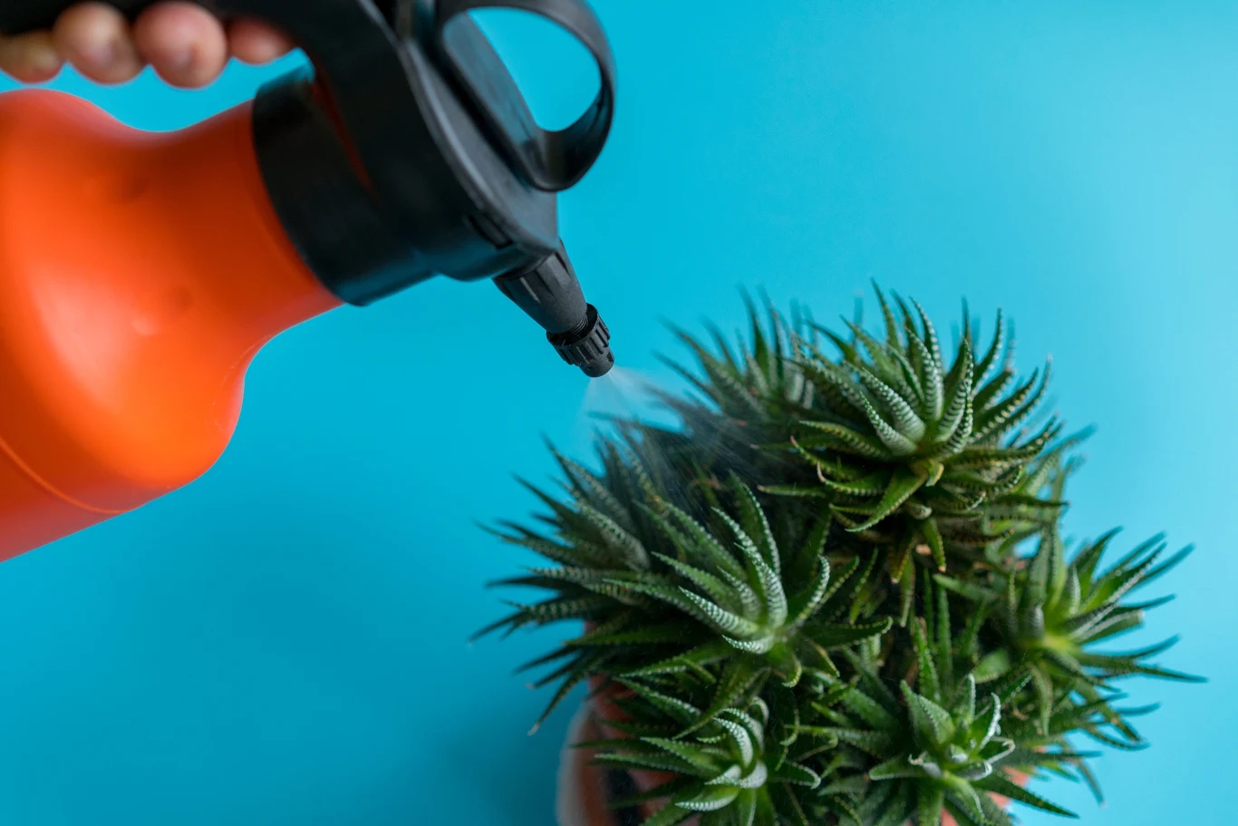 W przypadku niektórych roślin warto odpuścić zraszanie. W przypadku niektórych roślin warto odpuścić zraszanie.