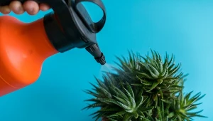 Tych roślin doniczkowych nie zraszaj. Tylko im zaszkodzisz