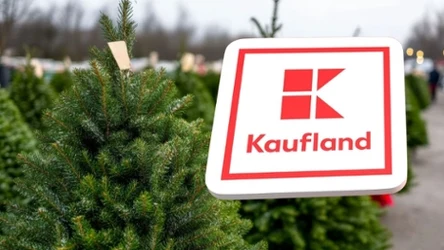 Magia świąt za grosze! Promocja na jodłę kaukaską w Kauflandzie