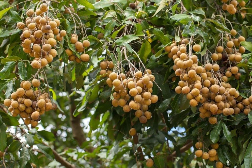 Longan rośnie na wysokich drzewach 