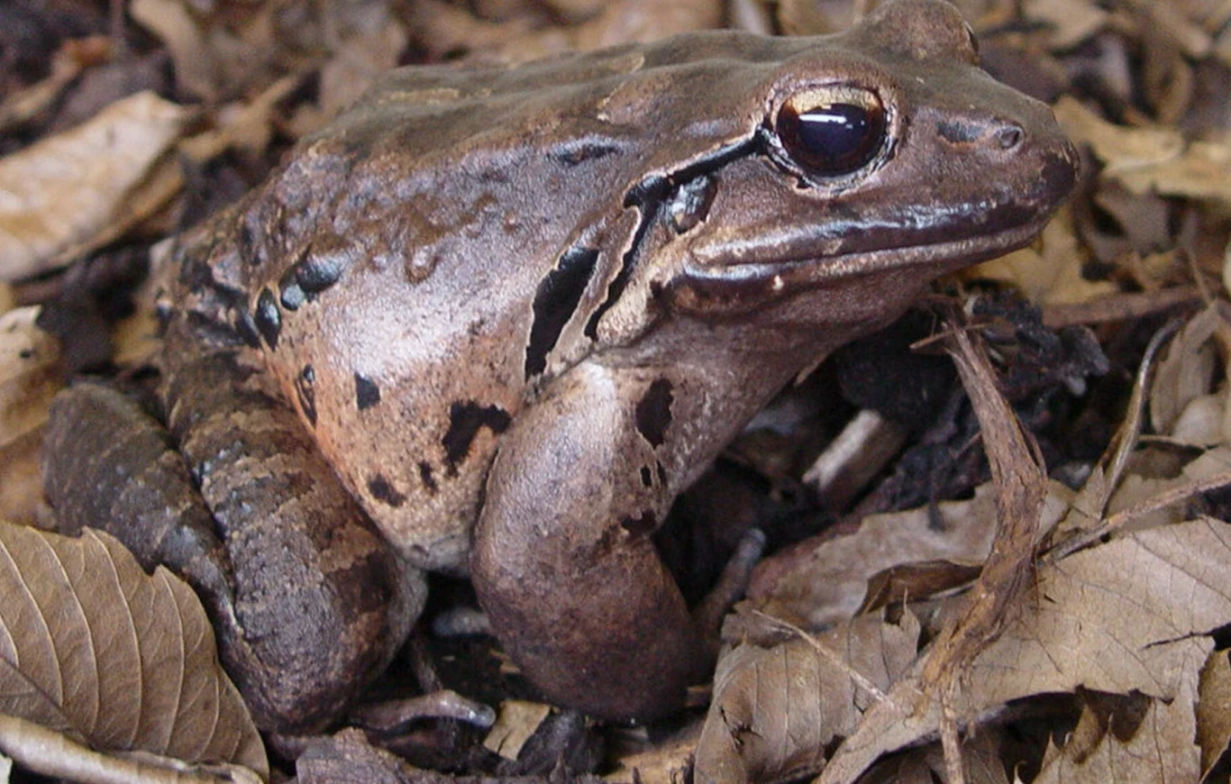 Świstek olbrzymi znany jako żaba kurczak to skrajnie zagrożone zwierzę Świstek olbrzymi znany jako żaba kurczak to skrajnie zagrożone zwierzę