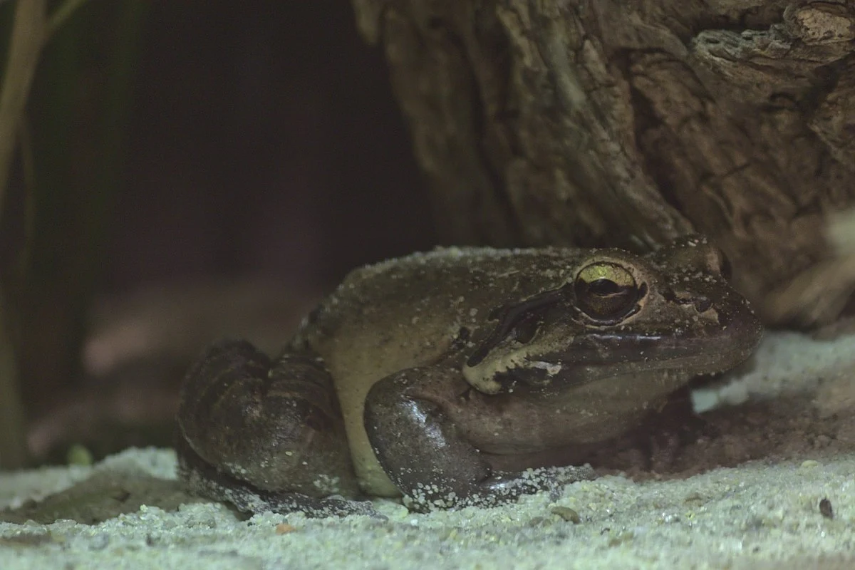 Świstek olbrzymi znany jest jako kurczak górski