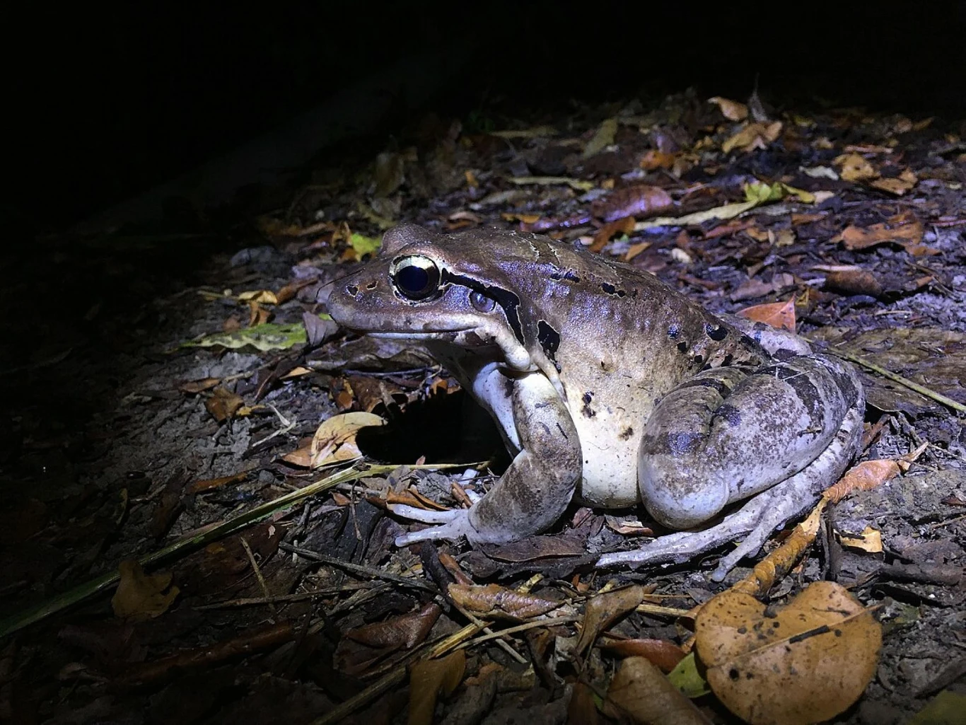 Ekstremalnie rzadki kurczak górski na Dominice