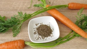 Moja babcia wysiewa warzywa tylko w ten sposób. Rosną duże i zdrowe