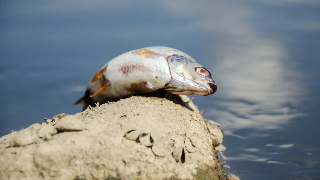 Na czeskim odcinku Odry pojawiły się śnięte ryby