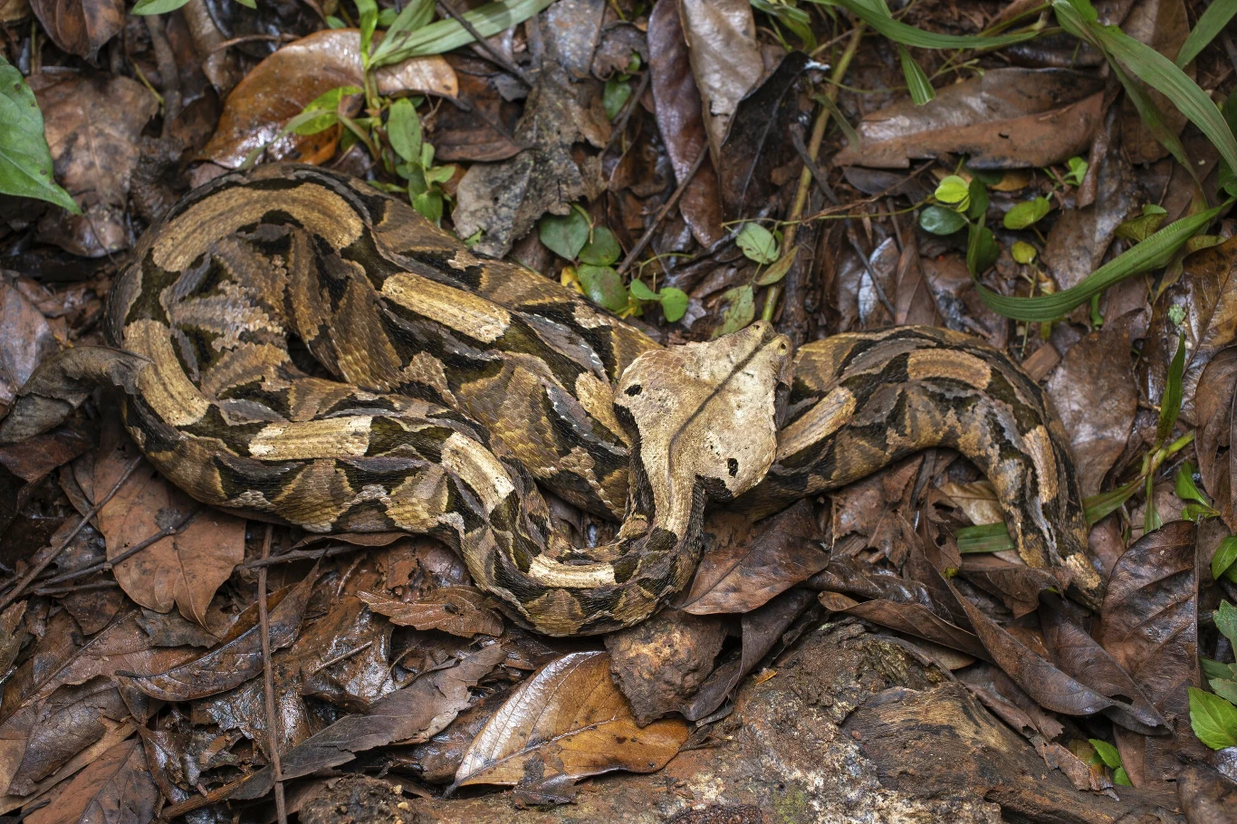 Żmija gabońska idealnie maskuje się wśród liści. Uganda Żmija gabońska idealnie maskuje się wśród liści. Uganda