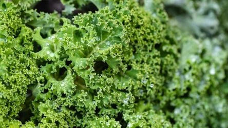 Liście tego warzywa, choć specyficzne w smaku, są uważane za jedne z najzdrowszych na świecie.