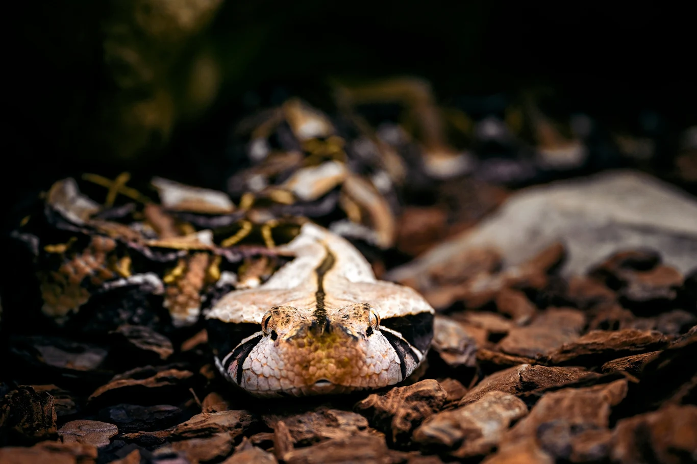 Żmiję gabońską można nadepnąć na głowę, a i tak się jej nie zobaczy