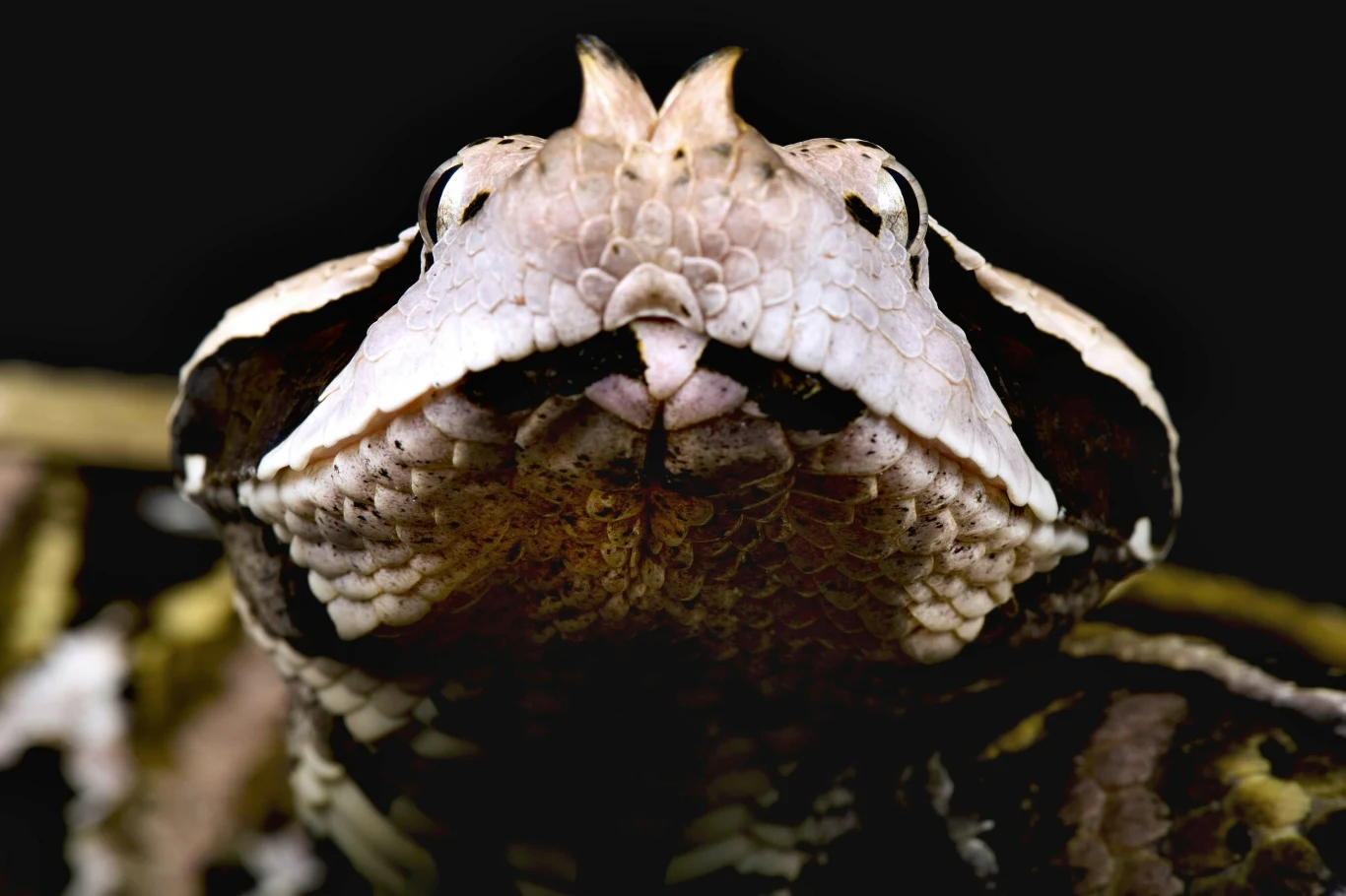 Spojrzenie żmii gabońskiej skrywa rekordowo długie zęby