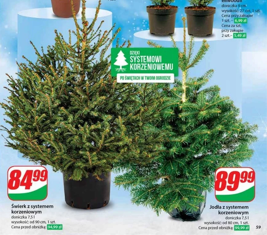 Świerk i jodła w ofercie Dino! Świerk i jodła w ofercie Dino!