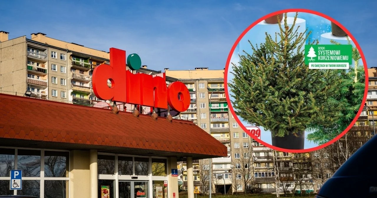 Promocja na choinki w Dino Promocja na choinki w Dino
