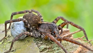 Tarantula z rodzaju Lycosa