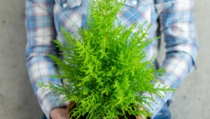 To najlepsza alternatywa dla choinki. Nacieszy twoje oko nie tylko w święta