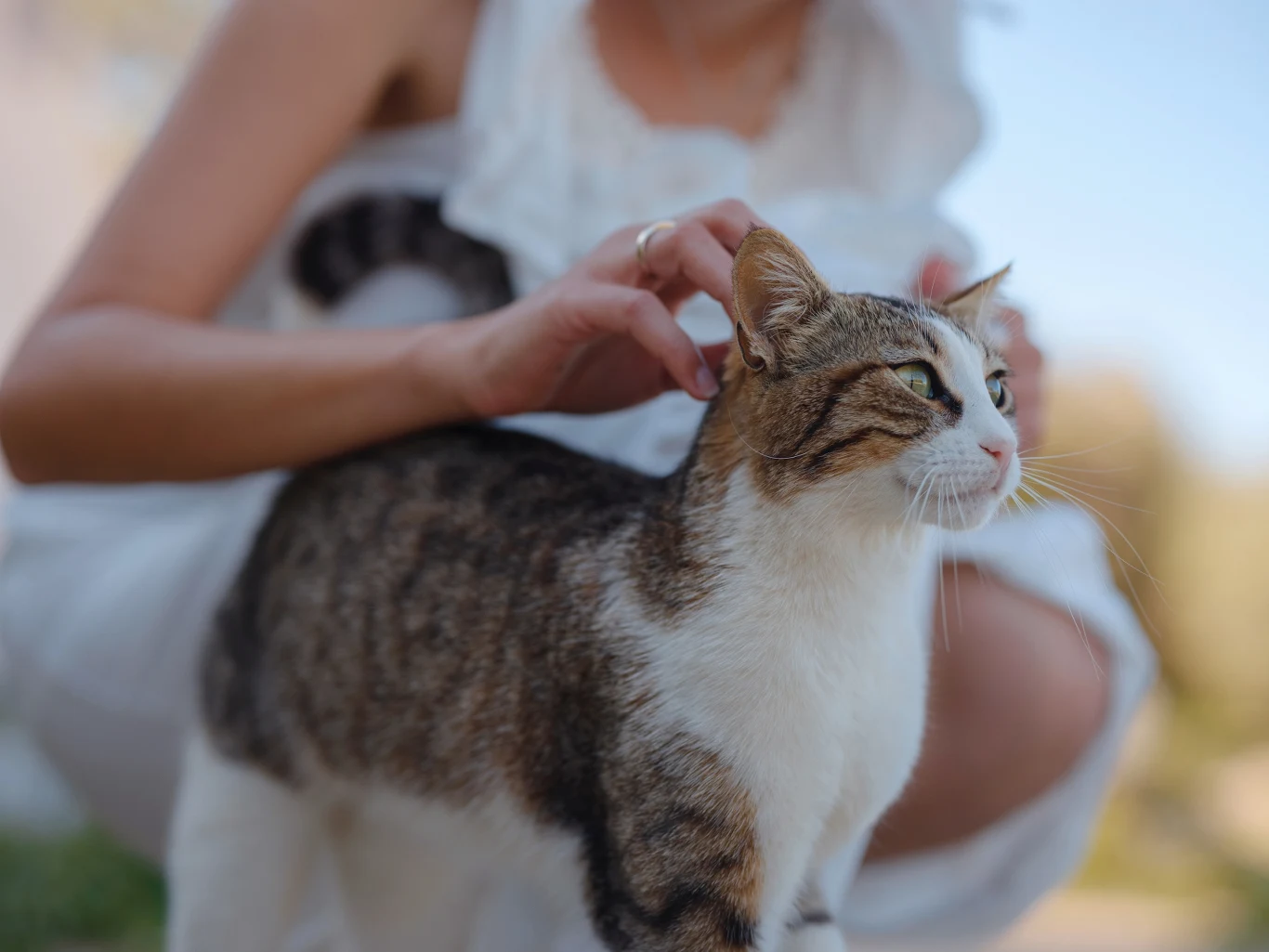 Odwracając się tyłem, kot sygnalizuje nam, że nam ufa Odwracając się tyłem, kot sygnalizuje nam, że nam ufa
