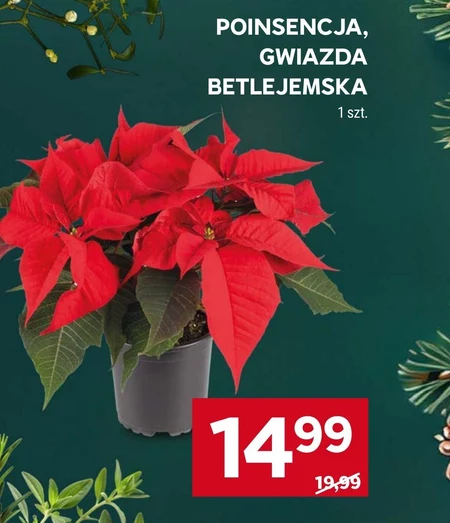 Gwiazda betlejemska