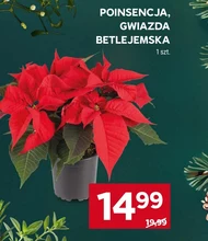 Gwiazda betlejemska