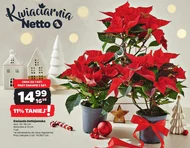 Gwiazda betlejemska Netto