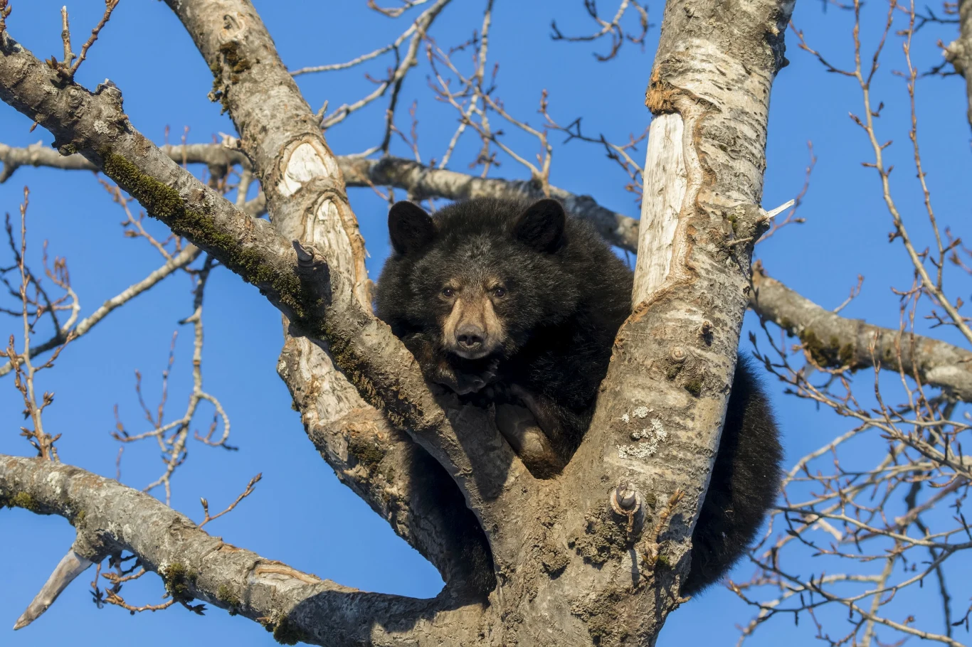 Baribale często wchodzą na drzewa