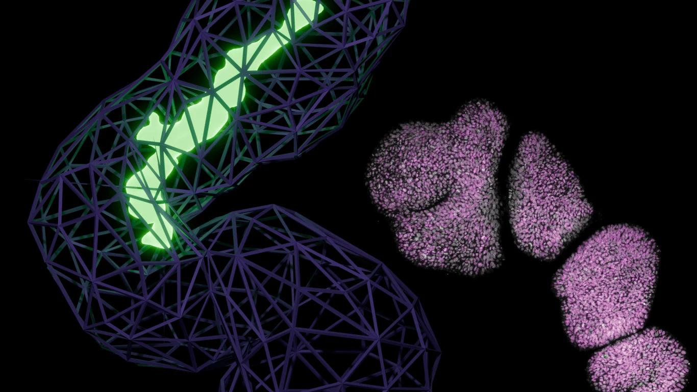 Naukowcom po raz pierwszy udało się wyhodować strunę grzbietową.