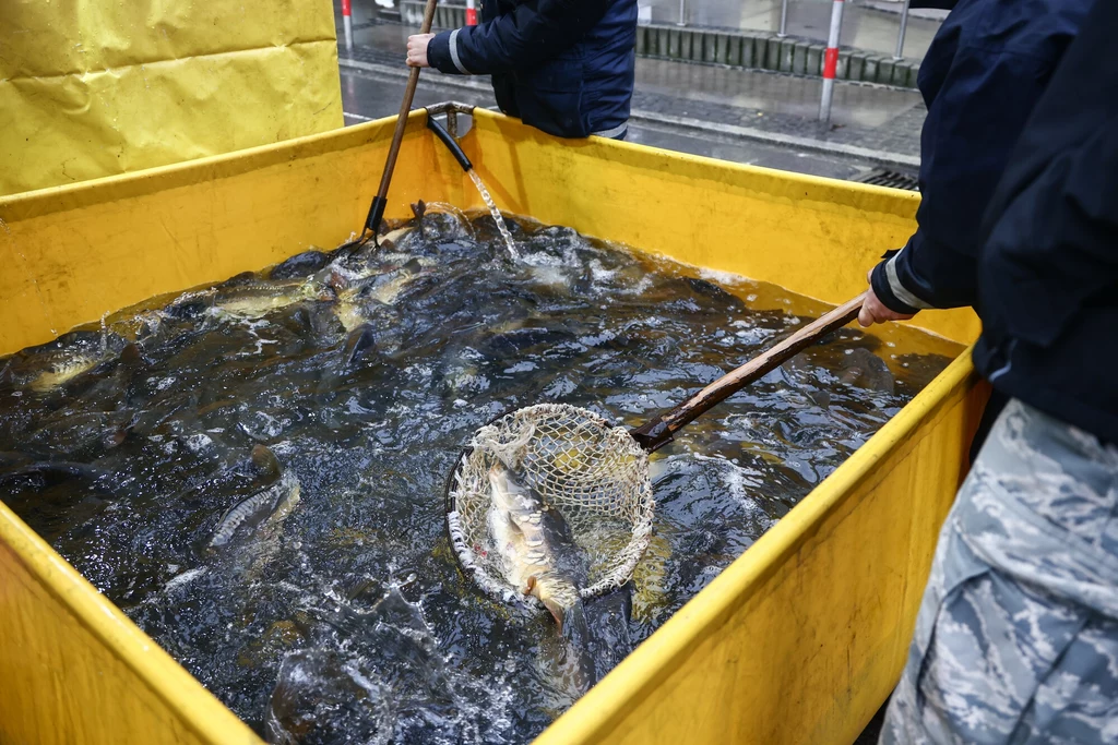 Sprzedawane karpie muszą mieć odpowiednie warunki