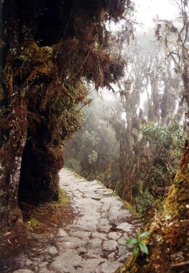 Las yungas w północnym Peru, typowy dla pogórza Andów