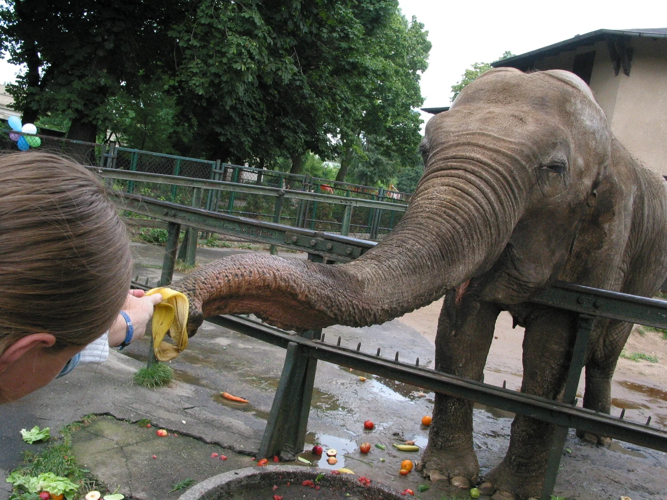 Kinga była symbolem zoo w Poznaniu przez prawie pół wieku Kinga była symbolem zoo w Poznaniu przez prawie pół wieku
