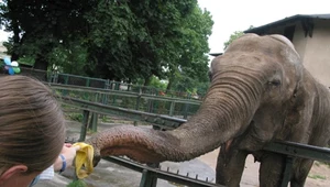 Niezwykły dar dla polskiego zoo. Ogromne serce waży ponad 20 kg