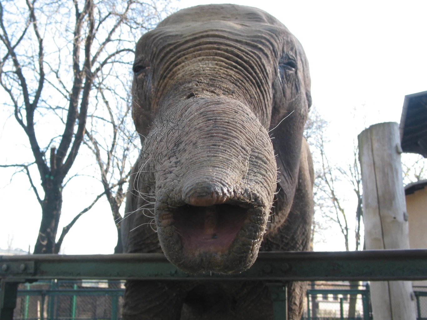 Słonica Kinga sfotografowana w poznańskim Zoo w 2002 roku