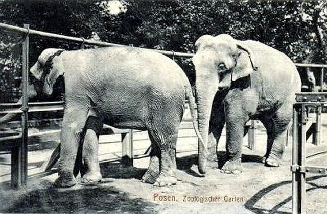 Samica Dora i wielki samiec Mały Cohn - słonie indyjskie z poznańskiego zoo