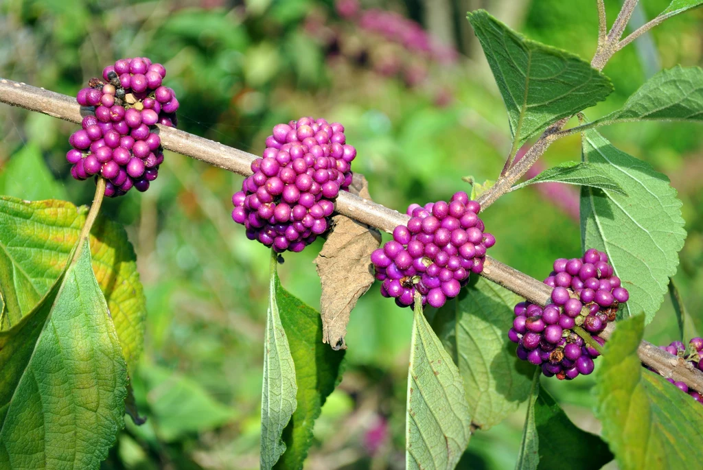 Hipnotyzująco pięknotka. Po angielsku to "beautyberry"