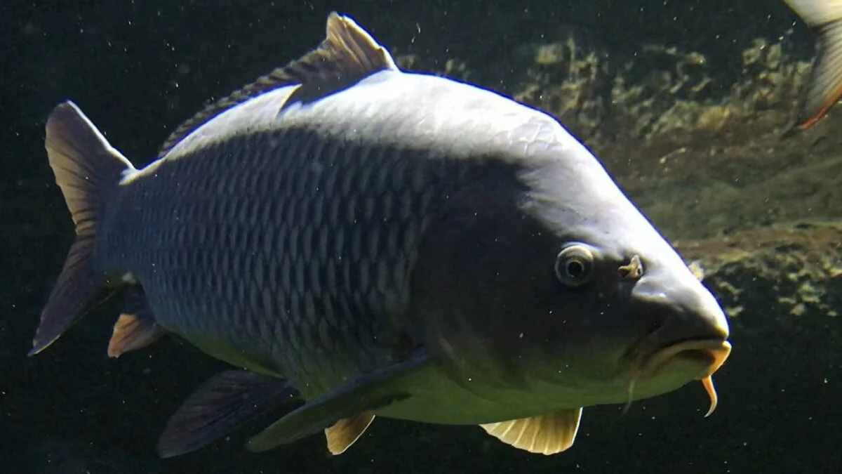 Duży karp Duży karp
