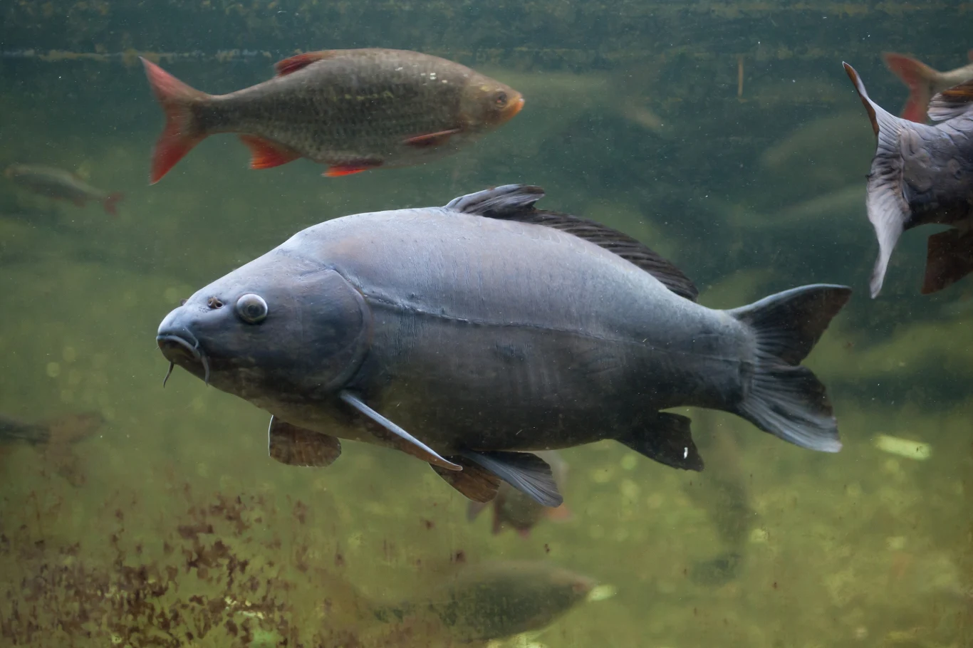 Dziki karp Dziki karp