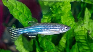 Nie mówi, ale słyszy jak my. Odkryto rybę z ludzkim aparatem słuchowym