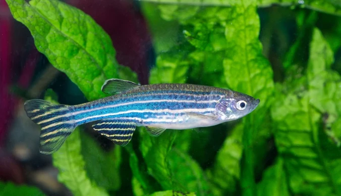 Danio pręgowany jest jedną z ryb, która posiada wyspecjalizowany aparat słuchu. Powstał on miliony lat temu