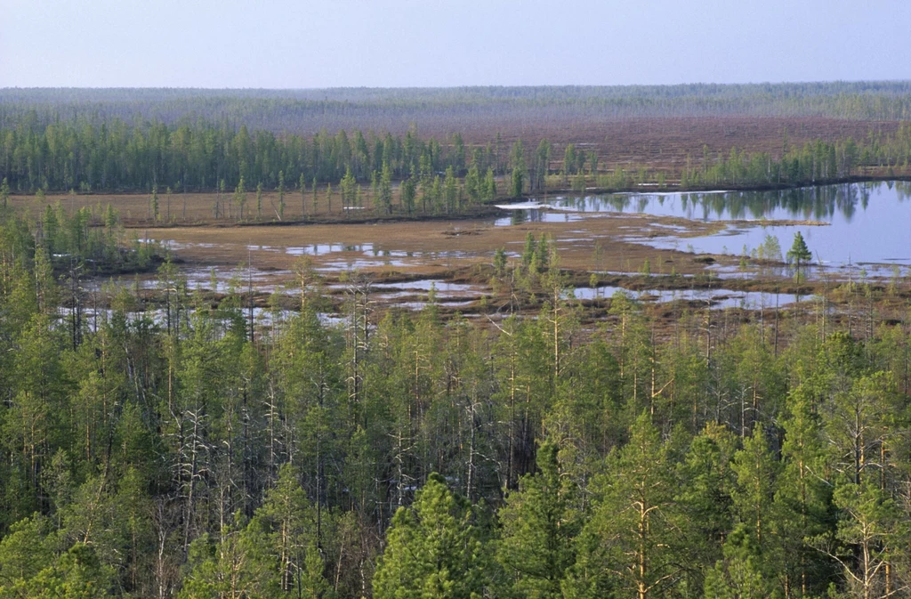 Szybkie ocieplenie Arktyki z powodu zmian klimatu wpływa na to, jak rosną te lasy i ile węgla magazynują