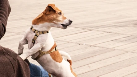 Eksperymenty wykazały, że psy zwykle ciągną o około 60 proc. mocniej, gdy mają założone szelki, w porównaniu z obrożą