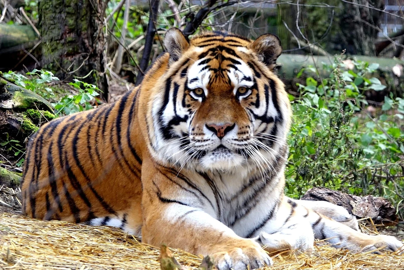 Tygrys Tungus z poznańskiego zoo Tygrys Tungus z poznańskiego zoo