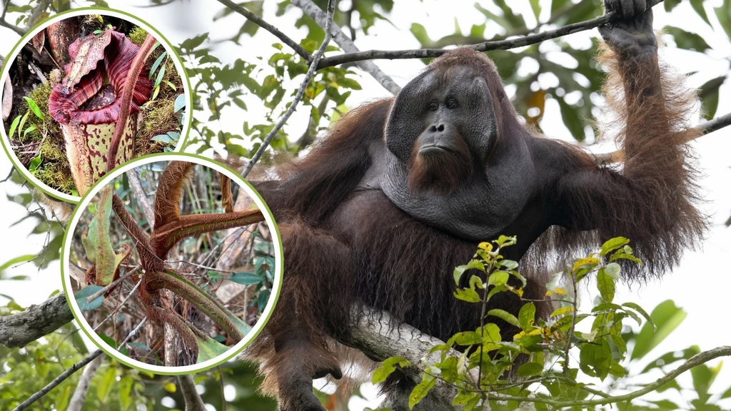 Dzbanecznik Nepenthes pongoides nazwano na cześć orangutanów