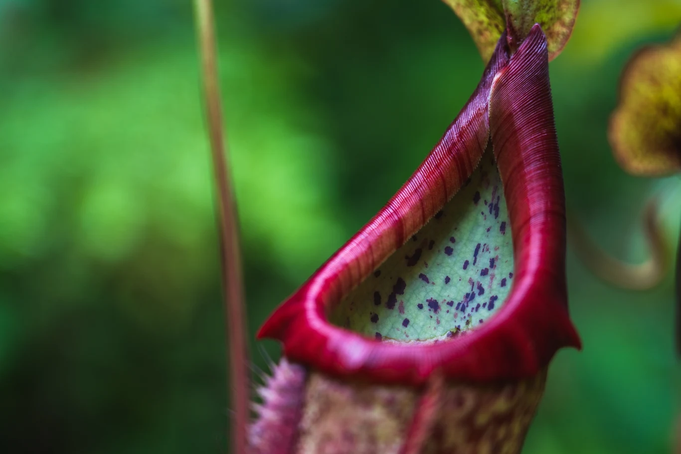 Brzegi pułapek dzbaneczników z rodzaju Nephentes są śliskie i nawoskowane