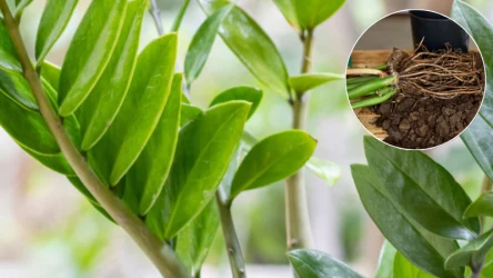 Korzenie wyrastające z otworów drenażowych są jednym z sygnałów, które świadczą o tym, że najwyższa pora na przesadzanie zamiokulkasa