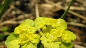 Zaczyna kwitnąć już w lutym. Ubarwia ogród i nie ma prawie żadnych wymagań 